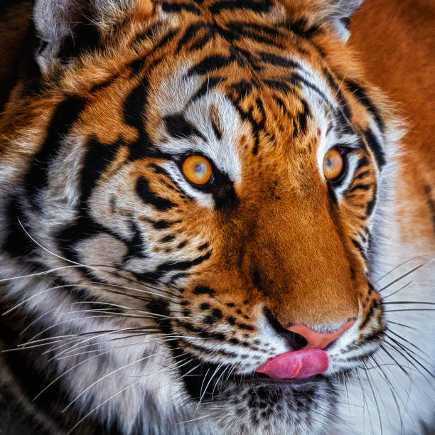 istock Close-up of Siberian tiger 1406742667