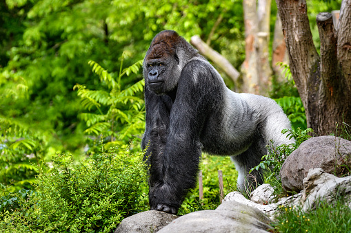Retrato de un gorila  photo