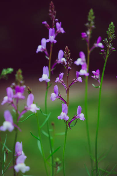 Blue-violet annual “Baby Snapdragon”, growing from seeds