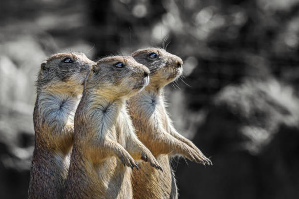 istock Little prairie dog 1406744213