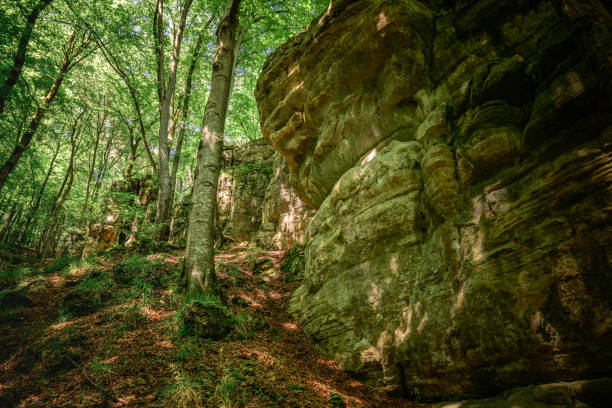 large rock formations in the forest the mullerthal in luxembourg with cut trees from the forest in the foreground