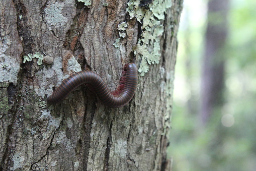 Millipede on a tree with lichens
