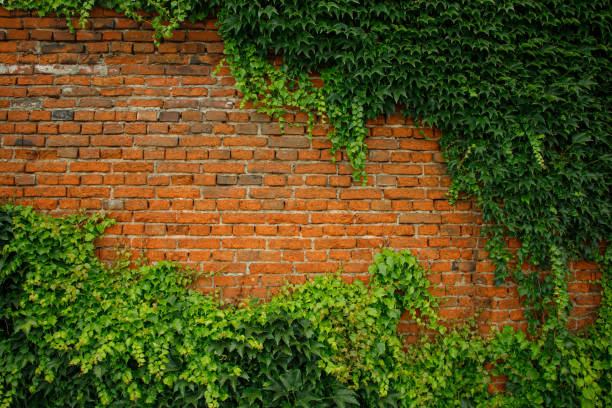 istock red brick wall with green leaves 1406747872