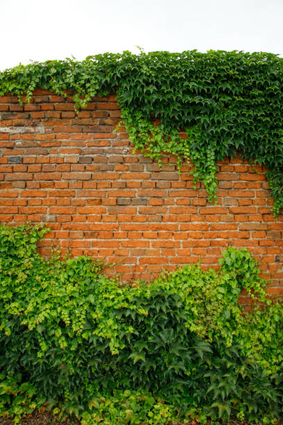 istock red brick wall with green leaves 1406747910