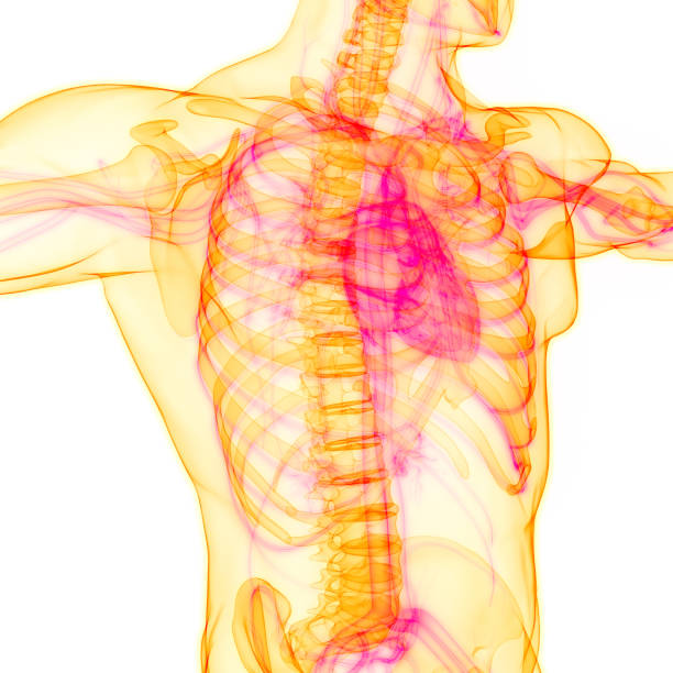 istock Human Circulatory System Heart Anatomy 1406748063