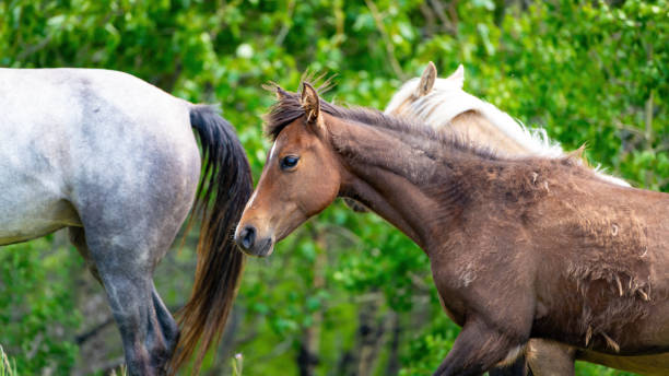istock Several horses closeup with a colt 1406748898