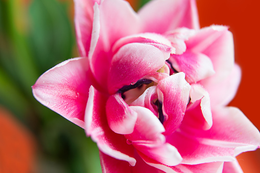 Closeup photography of peony tulip with water dpors.Orange background with copy space.