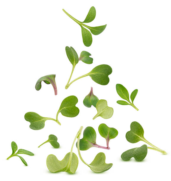 Microgreen leaves isolated on white background Falling microgreen leaves, young arugula, radish and cress salad sprouts isolated on white background cress stock pictures, royalty-free photos & images