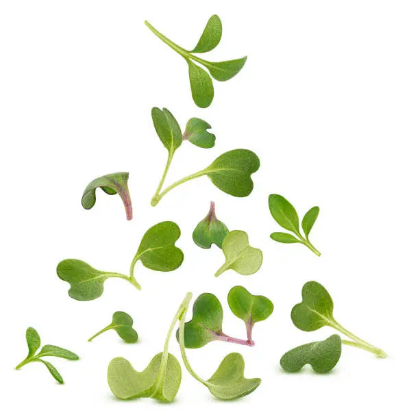 Falling microgreen leaves, young arugula, radish and cress salad sprouts isolated on white background