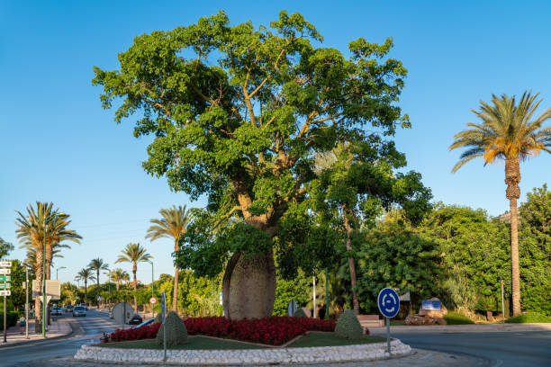 도시의 gyrator에있는 바오밥 오래된 나무. - gyratory 뉴스 사진 이미지