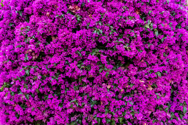 istock Bougainvillea Pink Pilar flowers. 1406754794