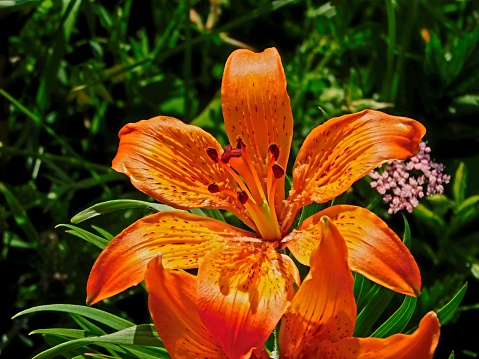 Fire-Lily