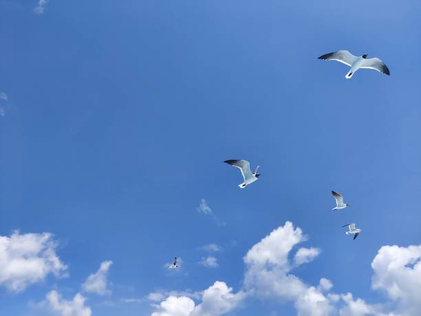 istock Seagulls flying in the blue sky 1406757798