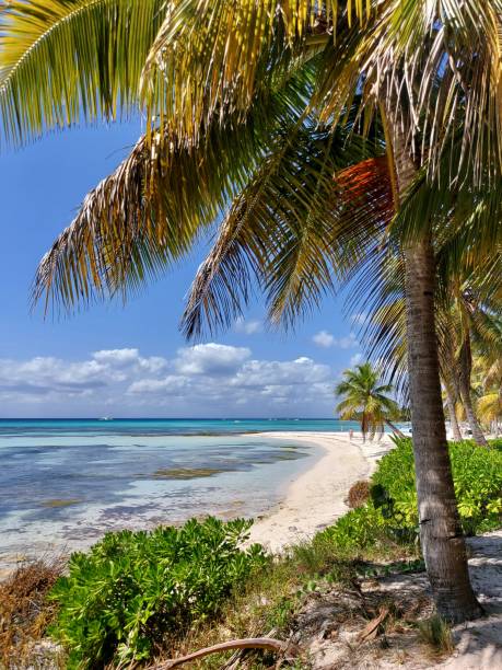 istock Beach paradise on the sea coast with palm tree 1406757885