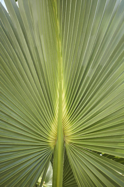 istock Green palm leaf of Talipot Palm (Corypha umbraculifera L.) 1406758002