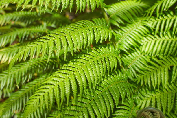 istock Fern leaves with beautiful pattern under bright light in summer in a mountain forest 1406758382