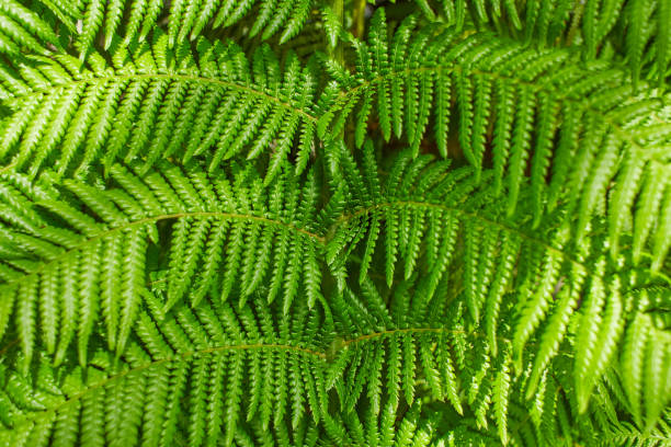 istock Fern leaves with beautiful pattern under bright light in summer in a mountain forest 1406758392