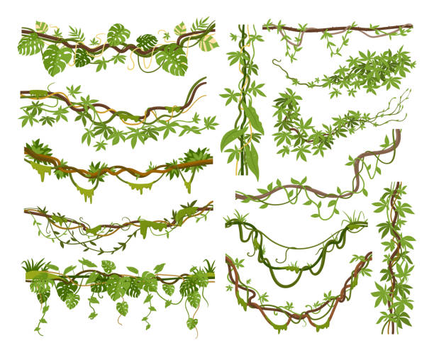 Cartoon jungle liana plants, tropical climbing creepers branches. Exotic plants with moss, flowers and jungle leaves vector illustrations set. Rainforest liana branch vines Cartoon jungle liana plants, tropical climbing creepers branches. Exotic plants with moss, flowers and jungle leaves vector illustrations set. Rainforest liana branch vines hanging moss stock illustrations