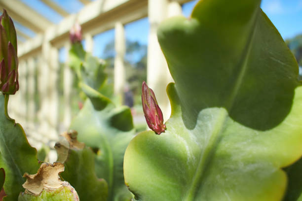 The flowers typically open at dusk and wither by the morning, lasting only one night.