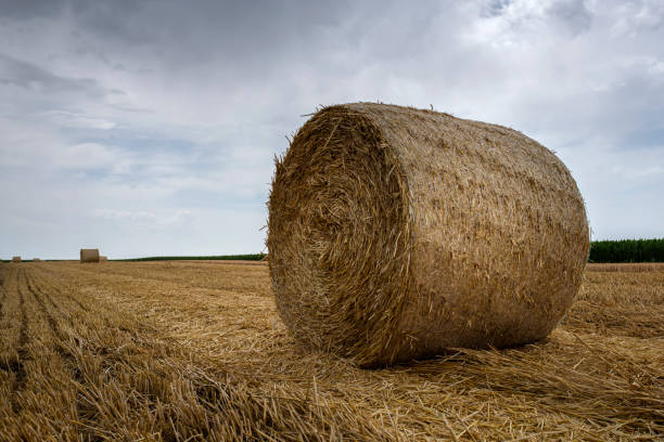 istock Bales of hay 1406761906