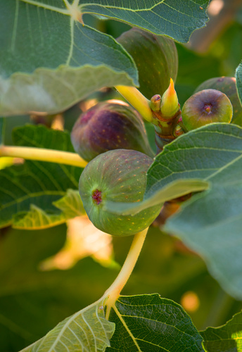 Figs (Ficus carica) on the tree among the leaves