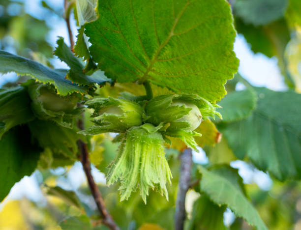 istock Hazelnut Corylus on the branches of a tree 1406763178