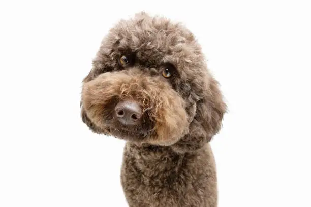 Photo of Portrait funny brown poodle puppy dog looking at camera. Isolated on white background