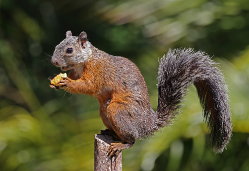 Variegated Squirrel (Sciurus variegatoides) adult eating sitting on post eating fruit\n\nSan Jose, Costa Rica,               March