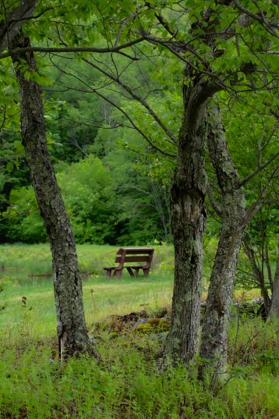 istock Empty wooden bench, seen through trees, near forest 1406763749