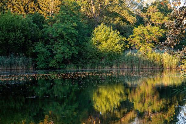 istock small pond in a natural park 1406763824