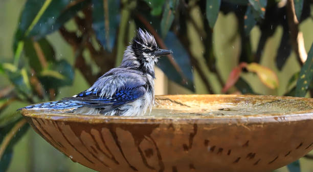 blue jay bird che fa il bagno - birdbath foto e immagini stock