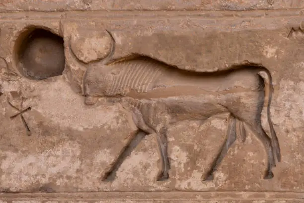 Photo of sunk relief showing Sacred bull of ancient Egypt in at Habu Temple. Luxor . Egypt.