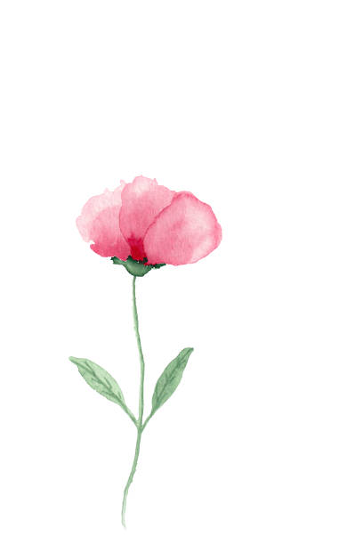 istock Stylized red poppies flowers on white background, watercolor illustration.
Suitable print on notebooks, notebooks. 1406764644