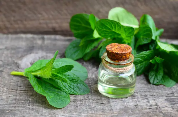 Peppermint essential oil in a glass bottle with fresh green mint leaves on old wooden table for spa,aromatherapy,homeopathy and bodycare.Selective focus.