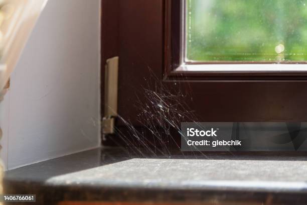 Window Coombe Cobweb In Corner Of Modern Window Close Up Stock Photo - Download Image ...