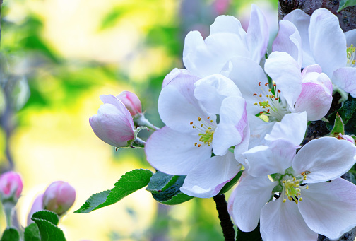 Columnar apple tree in bloom. Apple tree flowers. Apple blossom. Flowers in spring time.