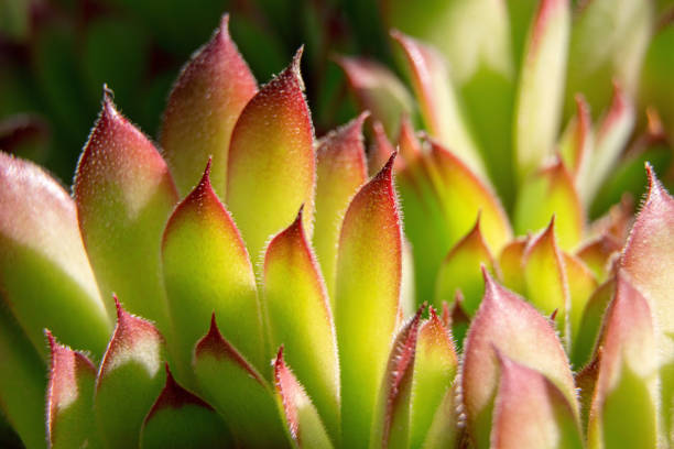 Succulent plant close up in garden. Succulent background.