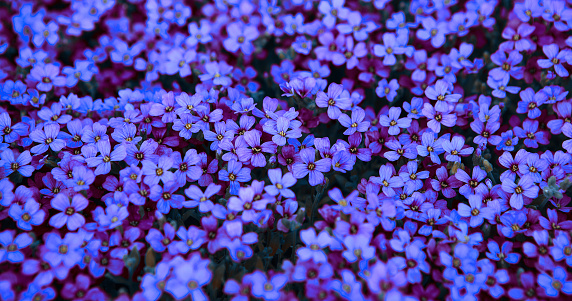 Light lilac flowers of moss phlox and dark blue flowers of moss phlox bloom.