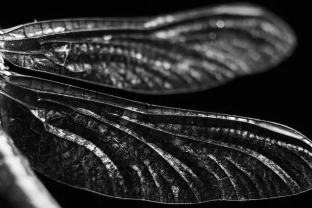 a close-up on a dragonfly's wings