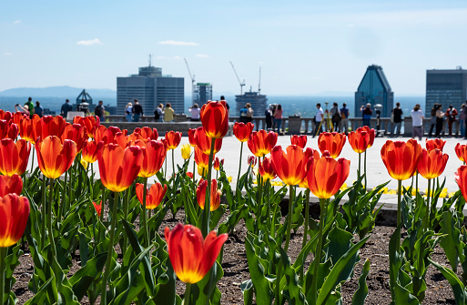 People Viewing Downtown Montreal  filled with Red Tulip