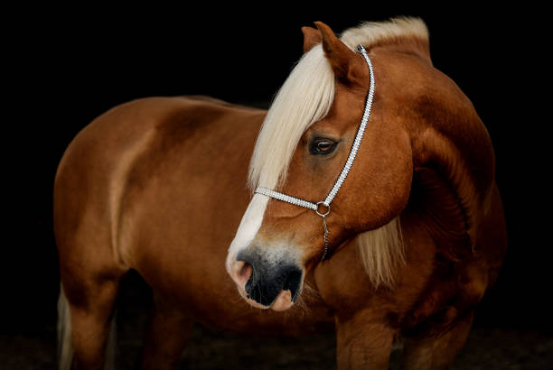 istock Haflinger Horse in front of black background 1406768920