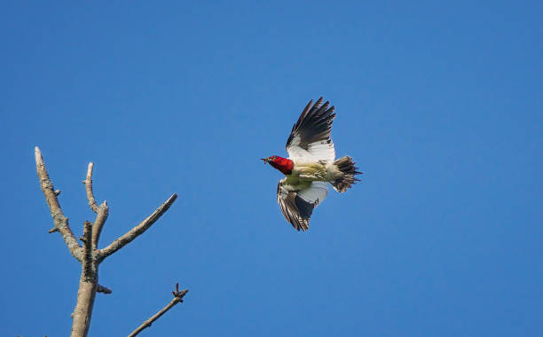 Red-headed Woodpecker Flying With Worm