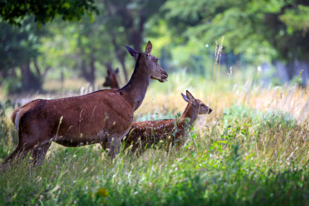 istock Mum doe with her fawn in the forest 1406770162