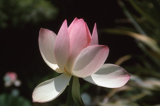 The single waterlily is full-frame with a blurred background.
