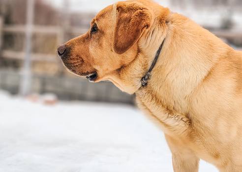 Labrador Outdoor in the Snow