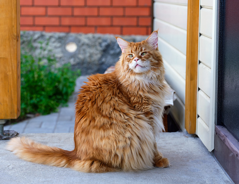 A ginger Maine Coon cat sitting on a porch near a door.