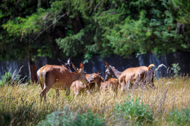 istock Group of doe with cubs in the forest. 1406771268