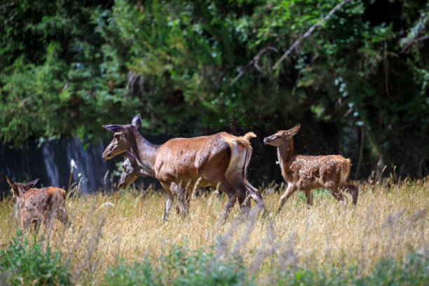istock Group of doe with cubs in the forest. 1406771269