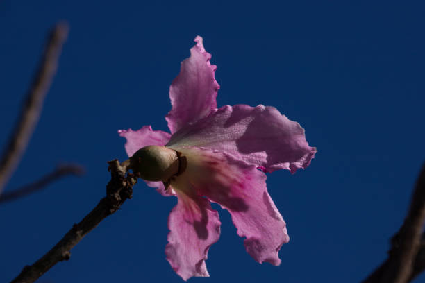 istock Behind view of a pink flower. 1406771383