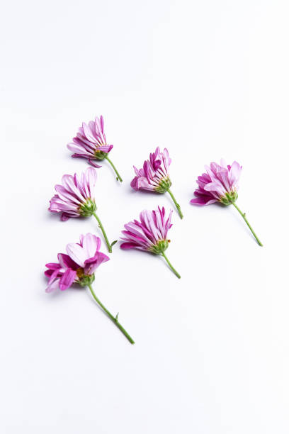 istock Beautiful dahlia flower flat-lay isolated 1406773016